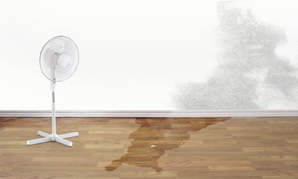Best Professional water damage repair  in Fobes Hill, WA