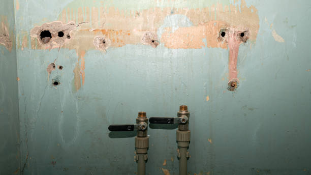 Best Mold removal after water damage  in Fobes Hill, WA